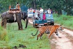  Jim Corbett National Park in India's state of
Uttarakhand offers several tour packages for wildlife lovers and nature
enthusiasts. The packages include meals, accommodation, safari experiences
and sometimes other activities. A resort in Jim Corbett National Park is a great
way to enjoy the natural beauty while also enjoying comfortable accommodations
and outstanding amenities.  Click Here For Book Your Stay 