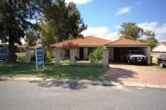  18 Mangrove Circuit Banksia Grove WA 6031 Beat the rush for this great 4 Bedroom 2 Bathroom home of approx 170m2 
living area. Home has been tastefully decorated and has had the ensuite,
 bathroom, kitchen and flooring renovated just a shrt 3 years ago. 
 The house features a lounge dining area plus a family room, games room with a kitchen meals area. 
 All bedrooms have fitted robes and the master has a split system aircon and also a split aircon in the games room. 
 Good cooktop in the kitchen and also a dishwasher. 
 Large patio on the side of the home and enough room for the kids and dogs in the backyard. 
 Currently tenanted at $370.00 per and tenant would like to stay if 
possible. If not this would be the perfect home for a young family. 
 Close to transport, local shop and schools. 
 Call me to inspect on 041 990 5836 