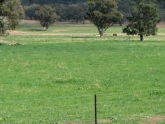 Canowindra 1,092 acres with a long list of inclusions + federation home 
•	Located approx. 20kms from Canowindra 76 km South west of Orange 55km
 North west of Cowra and 55km east of Forbes 
•	A double brick federation style family home – circa 1912
•	4 large bedrooms, 3 bathrooms, formal and informal living areas, near 
new timber kitchen, sweeping verandas, laundry with additional 
shower/toilet, ducted evaporation cooling, freestanding heater, pressed 
metal ceilings, maintained gardens and underground irrigation, 112000 
litres domestic rainwater + in ground swimming pool
•	With a long list of inclusions, this farm is set up for any livestock 
enterprise and offers pasture improved land with options for crop 
growing. + silo
•	Approx. 530 acres of red loam to chocolate brown loams
•	Super and lime history in cropping paddocks
•	Approx. 310 acres open for grazing
•	Approx. 250 acres timber hill on Western boundary 
•	28 Dams and bore is a huge advantage for constant water supply 
throughout the dry times.
•	14x12 hay shed + 24x12 machinery shed with power water and concrete 
flooring
•	18 fully fenced paddocks 
•	Steel sheep/cattle yards
•	20 x 12 horse stable complete with power and water 
•	4 stand wool shed and great handling yard
 