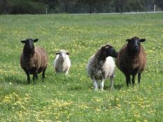  LOT 361 Glenmore Dr Bakers Hill WA 6562 
 
 HEALTHY AND CONTENTED SHEEP!! 
 
 
 
 
 
 
 No, the sheep aren't staying but they 
are very happy, healthy and contented grazing on this lovely 7.4 acre 
(2.98 ha) block. Lots of lush pasture and surrounded by a wide variety 
of shelter trees planted by the owner and now growing to be quite a 
show!.
The block is fully fenced with double gates, scheme water is already 
connected and three phase power is available.
Come and see this one, it has lovely rural views but bring your own 
horses, alpacas or whatever takes your own fancy!
 