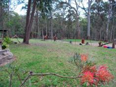  130 Sternbeck Lane Bucketty NSW 2250 Quiet Bush Acres with Horse Paddocks - 25 Acres Lovely rural property, situated on quiet bush lane, with two bedroom country cottage, plus paddocks and shedding for horses. The pleasant cottage has a large living area with combustion fireplace, timber floorboards, ceiling fan and glass doors opening onto a large verandah overlooking the horse paddocks and rural bushland views. The bedrooms are king sized and the main bedroom has an annex with bathtub. The cottage is constructed of hardiplank with steel frames and roof. There is electricity, phone, satellite TV and broadband, and a 5000 gallon water storage tank plus smaller tank off the shed. Good storage with single garage, tack room, tractor bay, feed storage area, round yard and horse/float shelter. The land is gently undulating with around half the land arable and divided into various paddocks with well draining sandy loam soils and spring fed dam. Bucketty is situated around an hour from the northern suburbs of Sydney and is a quiet rural bush community. Around 10 to 15 minutes from local cafe/general stores, local primary school, doctor, Produce and irrigation supplies and around 40 minutes from Tuggerah or Gosford. General Features Property Type: Lifestyle Bedrooms: 2 Bathrooms: 1 Land Size: 10.12ha (25.00 acres) (approx) Price per acre: $18,760 Indoor Features Floorboards Broadband Internet Available Outdoor Features Garage Spaces: 1 Deck Shed Land Features Fencing: Fenced Paddocks Soil Types: Sandy loam Carrying Capacity: 2 - 3 horses 