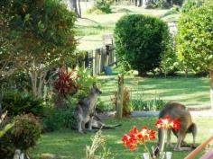  Unit 1/53 Paradise Beach Road Sanctuary Point NSW 2540 Sanctuary Point      $280,000  2    1    1   Open: 08/11/2014 15:00-15:30 SANCTUARY POINT Unit 1 53 Paradise Beach Road 	 A rare find, yes this immaculate golf course frontage 2 bedroom unit features an envious panorama across the manicured fairways of the Country Clubs. You can nestle in the sunshine on the rear deck or stay cosy in the air-conditioned open plan living spaces. Enjoy the well planned kitchen which is central hub for entertainment and features oodles of cupboards. Add two comfortable sized bedrooms that would easily fit a queen in one and a double in the second. Both bedrooms offer large mirrored built-in robes too. Stroll around the pleasant landscaped gardens and love the position which is close to the library, shops, medical facilities and club for a range of various activities. Plus a large single garage makes this unit a perfect residence. - Fantastic golf course frontage - Great views across the course from inside and outside - A well equipped kitchen with peaceful views - Easy stroll to all amenities Features Fenced Courtyard Low maintenance Smoke Alarms Safety Switch Oven Range hood Ceiling fans Air conditioning Property Details Property Type: 	 Unit/Townhouse/Duplex Bedrooms: 	 2 Bathrooms: 	 1 Garages: 	 1 Agent Name:  Max Justice Phone:   02 4441 8000 Mobile:  0414 258 395 