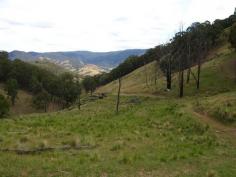 DUNGOWAN/NIANGALA, NSW 2340 Freehold, the property has a building entitlement. Located between Dungowan and Niangala, 53km east of Tamworth via bitumen road. There
 is approximately 40 acres of plateau country sown to high performance 
pasture. The balance is mainly undulating and hilly grazing country with
 open and timbered areas. The soils are mostly basalt and areas of 
Stringy Bark regrowth could be cleared. Good safe water from 4 dams and spring fed gullies. Water has not been a problem in recent dry years. 950mm OR 38 Inches Currently used a mixed operation running sheep and cattle. Estimated to run around 60 – 70 cows and calves or 100 steers. Well fenced into 5 paddocks of varying sizes, the fencing is mainly in very good condition. The property has a building entitlement. 