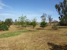  316 NEWMANS LANE Tamworth NSW 2340 Extremely well located on the favoured southern side of Town, approx. 15km from Tamworth. Level
 to undulating country which is contoured throughout. Approx 5 Acres of 
the property has an existing orchard of approx. 30 fruit trees and 380 
olive trees. Reliable bore with 
electric pump that supplies troughs, garden taps and the house toilets 
& laundry. There is also 13,000 gal rainwater storage. There are 
also 4 dams on the property but are currently dry due to hard season. Spacious
 well presented brick home with 3 large bedrooms, 2 living areas, 3 
bathrooms and kitchen with a walk in pantry. The home has 2 electric 
heaters, 2 reverse cycle air cons and ceiling fans in living and 
bedrooms. There is also a gauzed entertaining or BBQ area. The home is 
in excellent condition and is well set in established easy maintained 
gardens. 
Other improvements include a double lock up garage with workshop area, 
double carport, 20x40ft machinery shed with power and skillion roof off 
both sides plus steel cattle yards with crush and loading ramp.
Owners have had plans approved to extend on the house, these plans are 
available on request. 