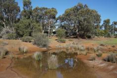  207 Mogumber Rd Gully WA 6503 Absolute Pristine Wildlife Sanctuary "SANS SOUCI" (Known as Sleepy Hollow ).....Be prepared for the ultimate in tranquility and an abundant nature experience! Boasting 143 acres located on the Moore River (Near Regans Ford) with approx. 70 acres of grazing/parkland. Vegetation comprising of Banksia Woodlands, rare and endangered species, planted gum trees native to the area and River Red Gums along the River. The property was originally set up with 40 acres of market gardens so you can imagine the quality of the water is excellent for growing any particular plant you choose in the future. There is a bore and reticulation that requires some TLC to be in full working order. Infrastructure comprises of 2 family homes and a “Packing Shed” with 2 tunnels without covers. Main House Very spacious and comfortable 3 x 2 converted colour bond shed. Open plan kitchen /dining and family and separate games room facing north boasting views from each window of the lake. 3 bedrooms and two bathrooms enhance the rustic feel of the internal ambiance. A Wood heater and air conditioning are an added bonus.  Phone and internet access is available. Cottage This quaint home has stunning views over the Moore River and a country style kitchen and spacious dining / family area. One large main bedroom with ensuite. This property lends itself to tourism, a weekender abode and many other possibilities. Live the dream of marroning, canoeing, fishing & swimming all on you very own doorstep.....The Moore River. Property Details Elders Property ID: 9742650 4 bedrooms 2 bathrooms 1 car parks Single garage 