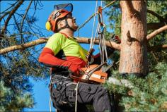  Local Tree Loppers Sydney: Expert Tree Removal Services Sydney Side Tree Services offers top-notch tree removal solutions. As your trusted local tree loppers in Sydney , we specialize in safe and efficient tree lopping, pruning, and stump grinding. Our skilled team uses the latest equipment to handle any tree-related task with precision and care. Whether it's a residential or commercial project, rely on us for professional and reliable tree services in Sydney. 