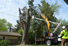  Professional Tree Services Sydney for Safe and Efficient Tree Care Looking for reliable tree care? Our expert team offers comprehensive Tree Services Sydney to ensure the safety and health of your trees. From pruning to stump removal, we provide top-notch services tailored to your needs. Trust our professionals to handle any tree job with precision and care. Comprehensive tree pruning, removal, and maintenance Experienced team ensuring safety and quality Quick and efficient Tree Services Sydney solutions 