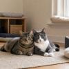 Every cat deserves a safe, comfortable, and enriching home. Discover practical guides on cat care, nutrition, behavior, grooming, litter training, and product recommendations at https://catandmeow.com/ 